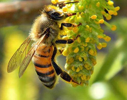 Honey Samples Worldwide Test Positive for Pesticide