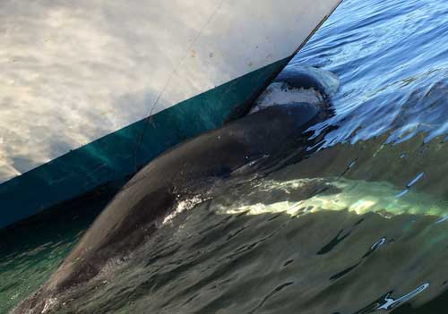 NOAA Statement on Ketchikan humpback whale