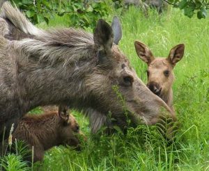 Mother Moose and two calves. Image-ANN file