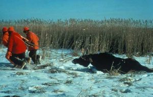 Moose hunting group drags a captured moose. Image-U.S. Fish and Wildlife Service
