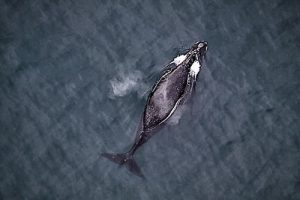 North Pacific right whale  Photo: NOAA Fisheries