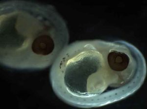 Rockfish embryos   Photo: Christina Conrath, NOAA Fisheries