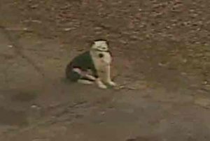 One of three pit bulls involved in early morning Atlanta attack.