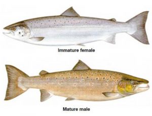 Atlantic Salmon. Image-Washington Department of Fish and Wildlife