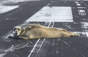 Seal on Utiqiagvik runway. Image-Scott Babcock/Facebook