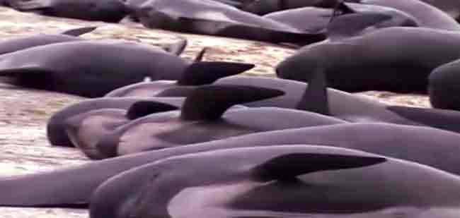 Hundreds of Pilot Whales Beach on New Zealand’s Farewell Spit