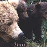 Brown Bear sow and cubs. Image-ADF&G