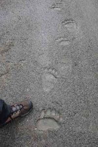 A grizzly bear track on the path of the Trans-Alaska Pipeline. Photo by Ned Rozell.