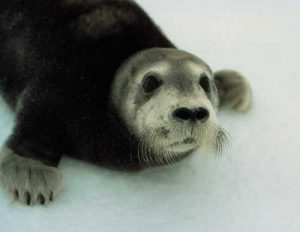 Bearded Seal. Image-NOAA Fisheries