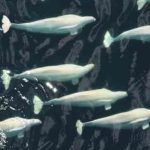Beluga Whales in Alaska's Arctic. Image-University of Washington