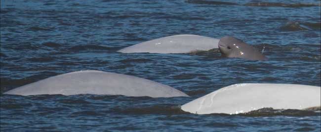 Beluga whales are dark gray as young calves, then gradually turn lighter gray as they get older, and eventually become white as adults. Photo: Paul Wade, NOAA Fisheries