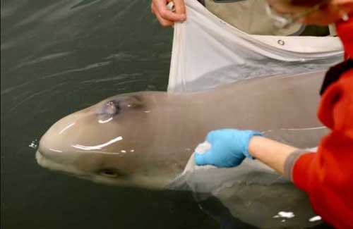 Stranded Cook Inlet Beluga Whale Calf Safely Transported to the Alaska SeaLife Center for Rehabilitation