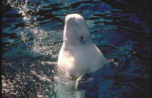 Beluga Whale. Credit: NOAA
