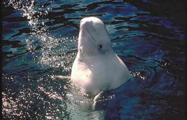 NOAA Fisheries Issues Recovery Plan  for Cook Inlet Beluga Whales