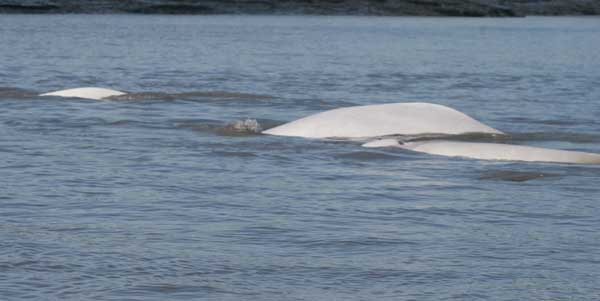 NOAA Releases New Population Estimate for Endangered Cook Inlet Beluga Whales