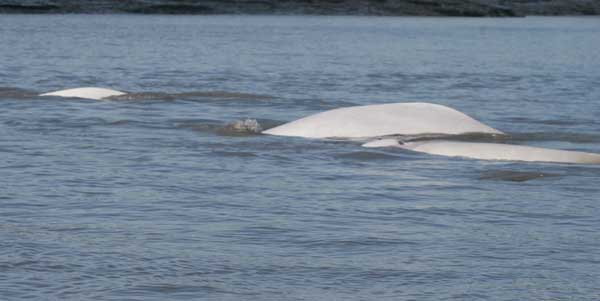 Beluga Whale  NOAA Fisheries