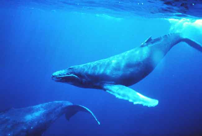 Whales Only recently Evolved into Giants when Changing Ice, oceans Concentrated Prey