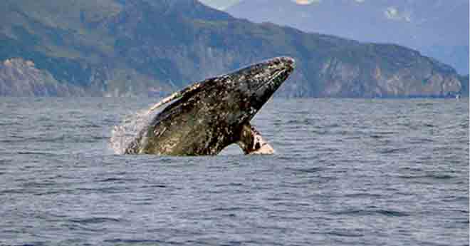 Gray whale breaching  Photo: Merrill Gosho, NOAA Fisheries