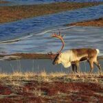 A North Slope caribou. Photo by Jim Dau.
