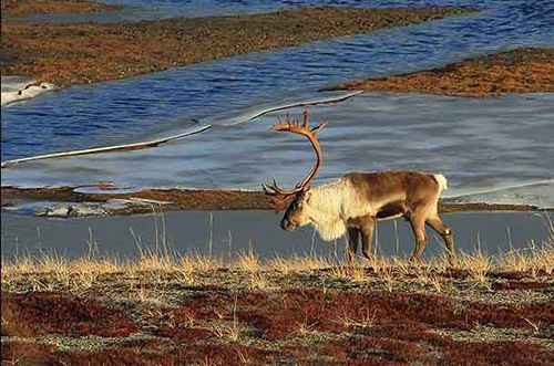 BLM Announces Winter Fortymile Federal Subsistence Caribou Hunt Dates and Harvest Limit