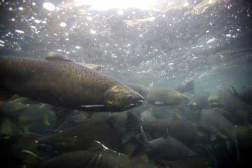 Kasilof River Closed to King Salmon Fishing