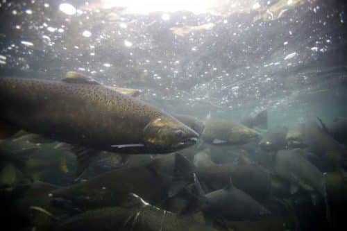 Copper River Salmon Fishery Delivers Record Opener Prices