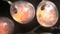Notice of Public Hearing — Meeting on the Proposed Issuance of Private Nonprofit Hatchery Permit for Bering Sea Fisheries Research Foundation’s Proposed Saint Paul Hatchery