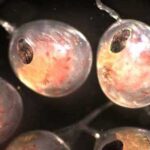Blue king crab eyed embryos; the large black patch is the eye; yellow region is yolk; red splotches are chromatophores (color cells). Photo credit: NOAA Fisheries: Bradley Stevens.