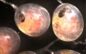 Notice of Public Hearing — Meeting on the Proposed Issuance of Private Nonprofit Hatchery Permit for Bering Sea Fisheries Research Foundation’s Proposed Saint Paul Hatchery