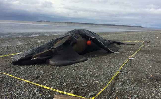 NOAA asks Public to Stay Clear of  Deceased Humpback at Kincaid Park