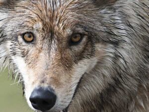 Denali Wolf. Image-National Park Service