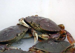 Dungeness Crab. Image-ADF&G