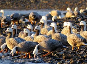 Emperor Geese. Image-USGS