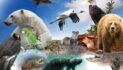 In ‘Death Knell for America’s Wildlife,’ Trump Admin Guts Habitat Protections for Endangered Species