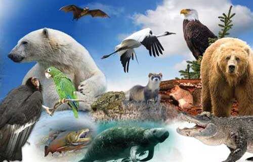 Outrage as Trump Blows Up Endangered Species Act Protection by Redefining One Word