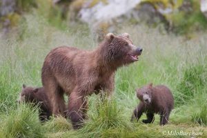 Grizzly mother and cubs in Alaska. Image-Milo Burcham/USDA