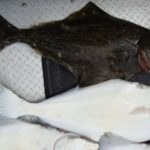 Halibut taken in Cook Inlet. Image-Public Domain