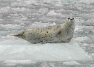 A harbor seal in Glacier Bay National Park and Preserve. NPS photo by Jamie Womble.