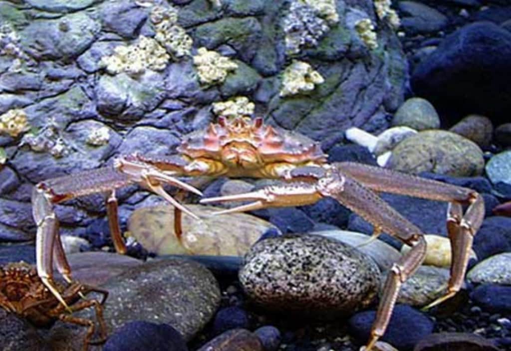 An adult Tanner crab. Photo credit: NOAA Fisheries