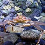 An adult Tanner crab. Photo credit: NOAA Fisheries