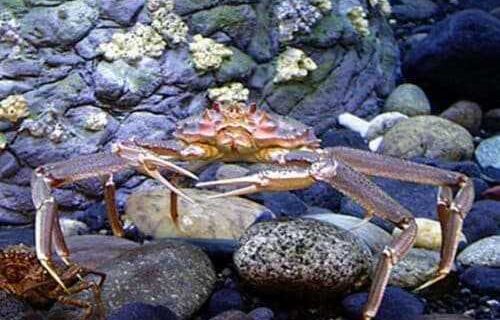 Cook Inlet and North Gulf Coast Sport and Subsistence Tanner Crab Permits Available September 23