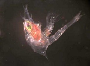 Blue king crab larva right after hatching. Photo credit: NOAA Fisheries: Bradley Stevens.