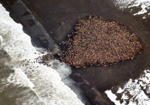 Just days before the number of walrus estimated to have hauled out on shore was estimated at 1,500. Image-NOAA