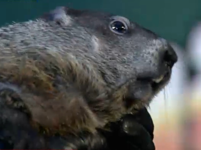 Punxsutawney Phil Says Winter is Here for Six More Weeks