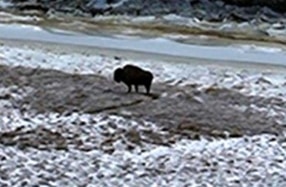 Wood Bison no, 124 on the flats near Quinhagak. Image-ADF&G