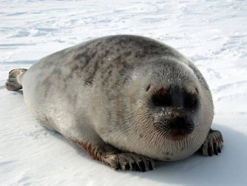NOAA Fisheries Proposes Arctic Ring Seal Critical Habitat