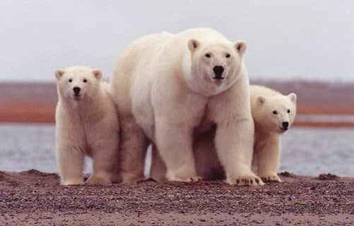 Melting Arctic Sea Ice Threatens Polar Bears