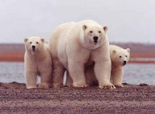 Melting Arctic Sea Ice Threatens Polar Bears