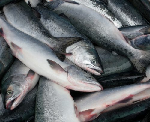 Bristol Bay Salmon Tops Forecast