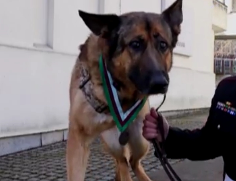 US Military Dog Injured in Combat Receives Top Honor for Bravery